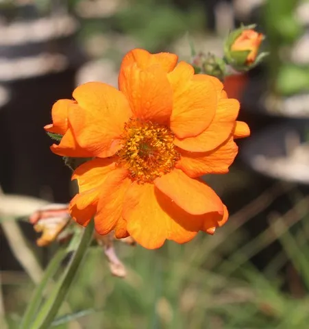 Geum Prinses Juliana