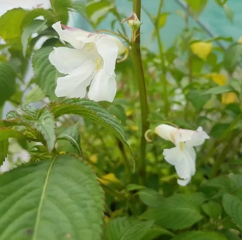 impatiens arguta alba