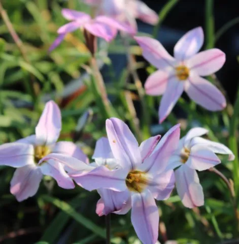 Ipheion 'Charlotte Bishop'