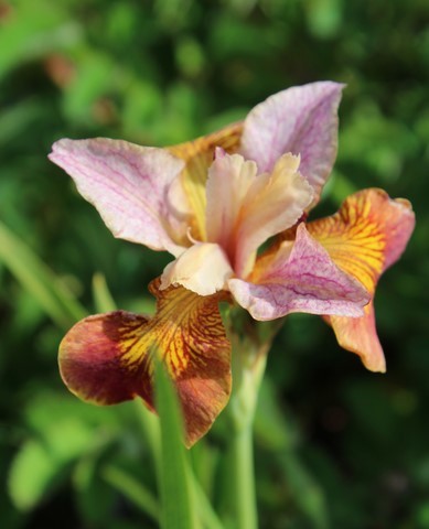 iris sibirica 'Paprikash'