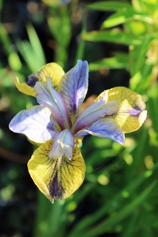 iris sibirica 'Tipped in blue'