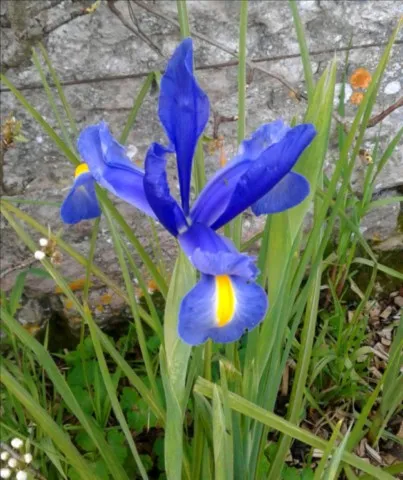 iris hollandica