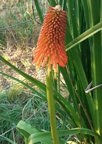 Kniphofia linearifolia