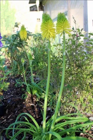 Kniphofia 'Moonstone'