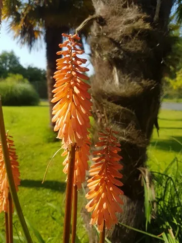 Kniphofia 'Timothy'