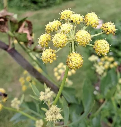 Levistichum officinale