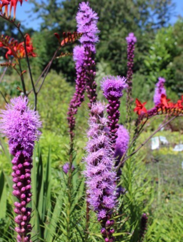 Liatris spicata 'Floristan violet'