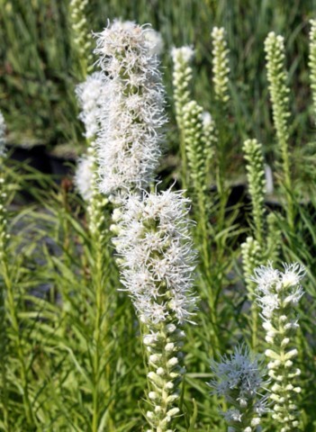 Liatris spicata 