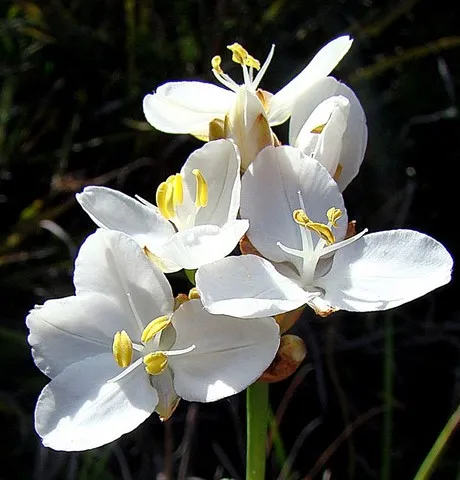 libertia