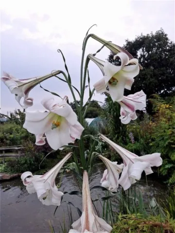 Lilium regale