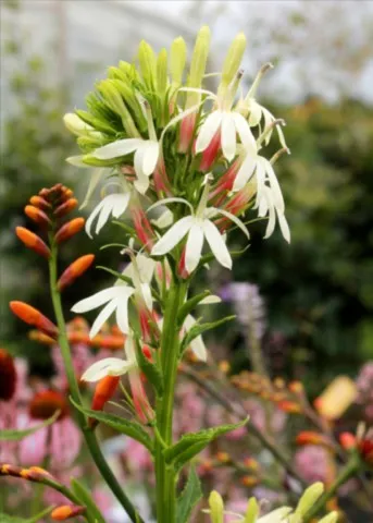 Lobelia cardinalis 'White cardinal'
