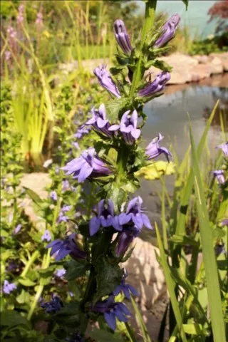 Lobelia siphilitica