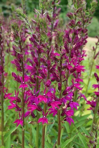 Lobelia x speciosa 'Tania'