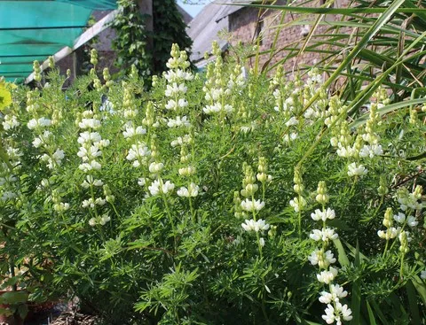 Lupinus arboreus albiflorus