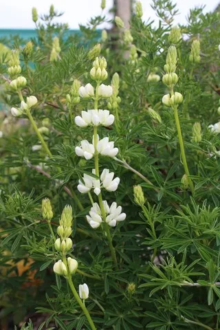 Lupinus arboreus 'albiflorus'