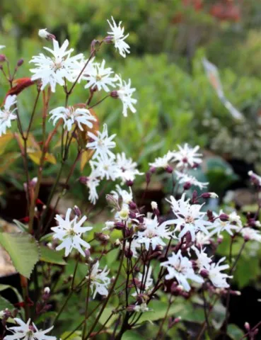 Lychnis flos cuculi 'White Robin'