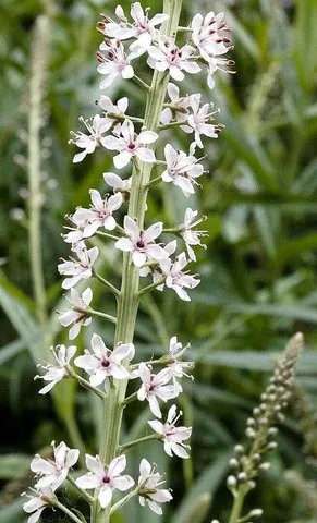 Lysimachia ephemerum