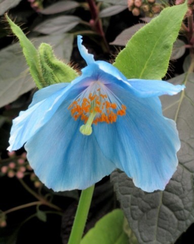 Meconopsis lingholm