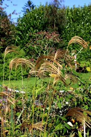 Miscanthus nepalensis
