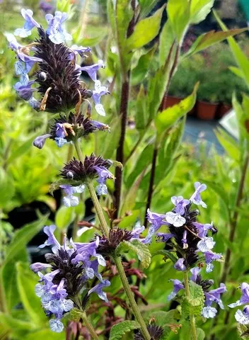 Nepeta clarkei