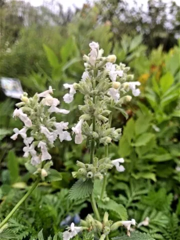 Nepeta racemosa 'Alba'