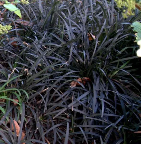 Ophiopogon