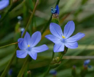 Orthrosanthus multiflorus