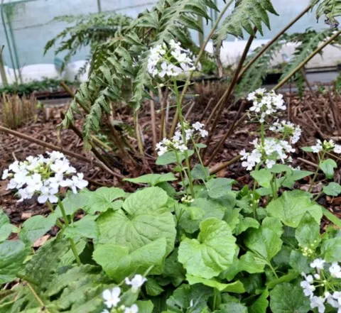 Pachyphragma macrophyllum