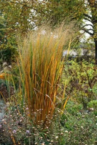 panicum