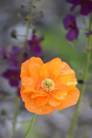 Papaver rupifragrum 'Flore Pleno'