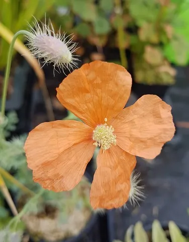 Papaver triniifolium