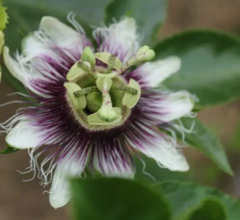Passiflora edulis