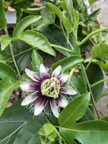 Passiflora edulis