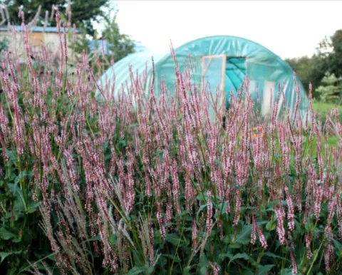 Persicaria amplexicaulis 'Rosea'