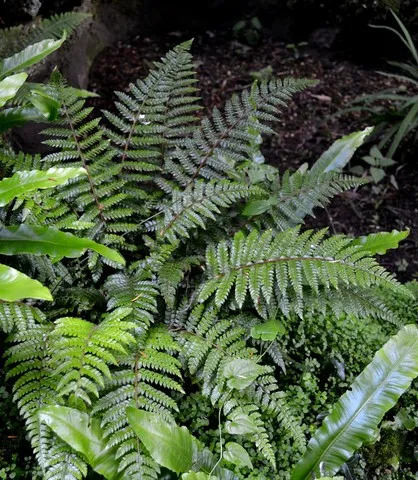 Polystichum polyblepharum