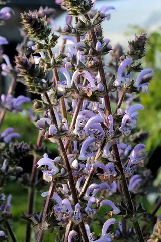 SALVIA SHANGRI LA