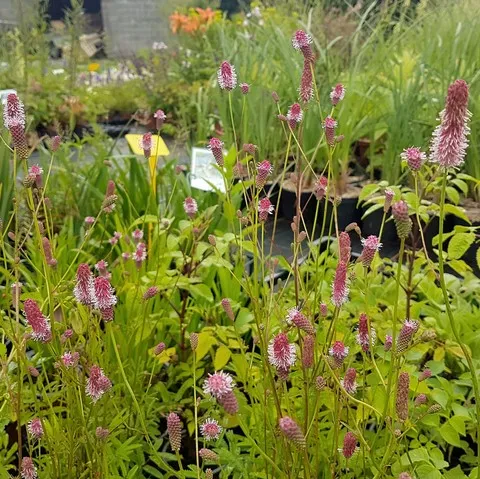 sanguisorba pink tanna
