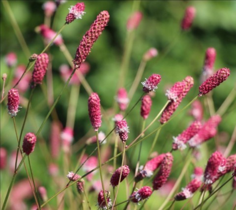 Sanguisorba 'Rock and roll'