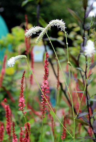sanguisorba tenuifolia alba
