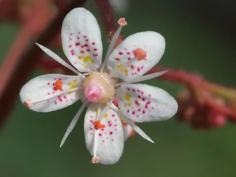 saxifraga umbrosa