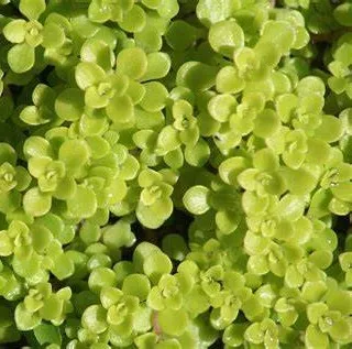 Sedum makinoi ogon