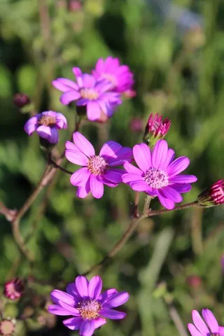 Senecio polyodon