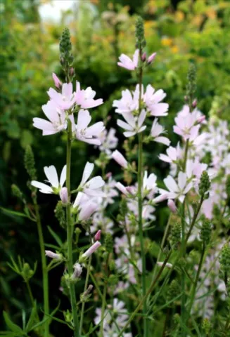 Sidalcea 'Rosaly'
