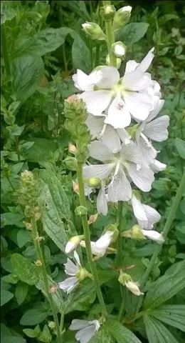 Sidalcea
