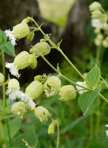 silene fimbriata
