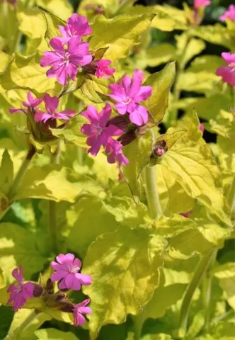 silene dioica