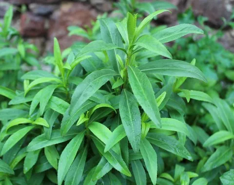 tagetes lucida