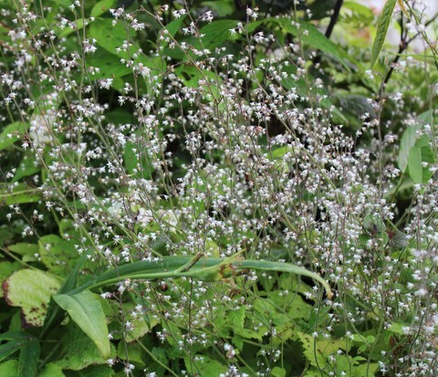 tiarella trifoliata