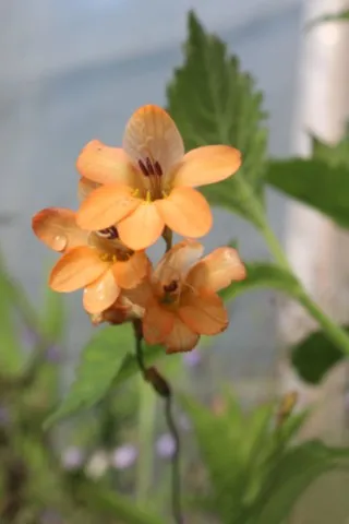 Tritonia securigera