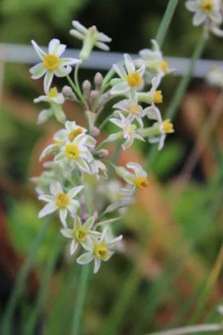 Tulbaghia cernua